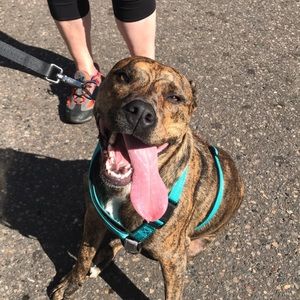 Meet your Posher, Maddie